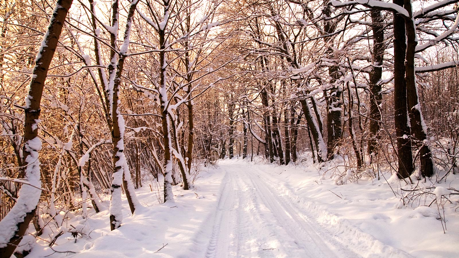 sentiero-innevato-tra-alberi
